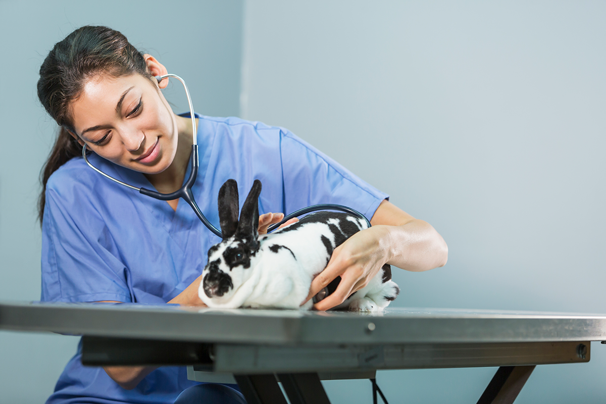 vet-with-bunny-rabbit